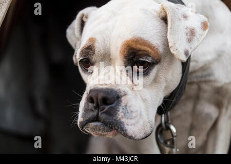 Cane Foto Stock