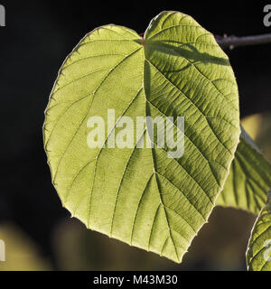 Corylopsis spicata, inverno Hazel, le foglie in autunno Foto Stock