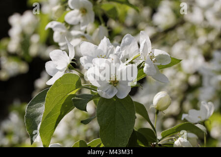 Malus baccata, var mandshurica siberiano crabapple Foto Stock