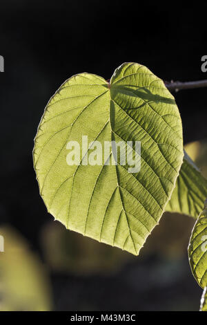 Corylopsis spicata, inverno Hazel, le foglie in autunno Foto Stock