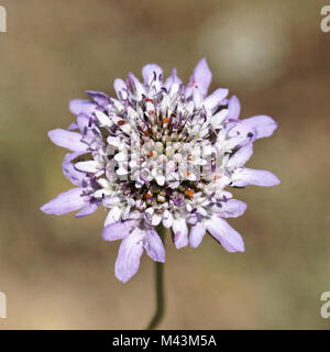 La Scabiosa colombari, Piccione scabious, Puntaspilli Foto Stock