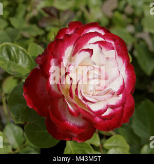 Rosa Jubile du Prince de Monaco, Polyantha rose Foto Stock