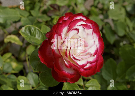 Rosa Jubile du Prince de Monaco, Polyantha rose Foto Stock