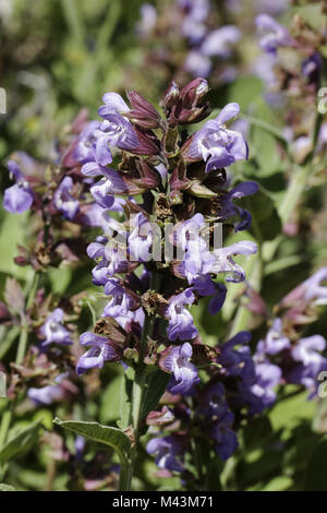 Salvia officinalis, (Comune di sage, cucina salvia) Foto Stock