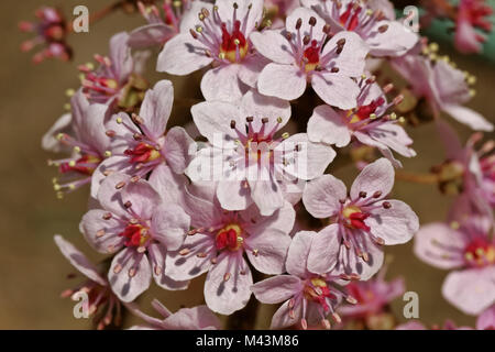 Darmera peltata, rabarbaro indiano, impianto di ombrello Foto Stock