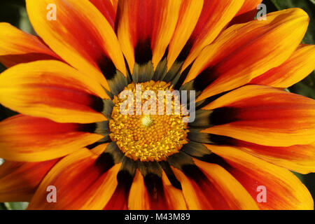 Gazania splendens Kiss Arancione fiamma, Tesoro fl. Foto Stock