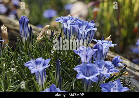 Gentiana sino-ornata, Autunno Genziana, Cinese G. Foto Stock