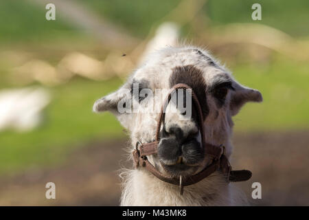 Lama durante il periodo della riproduzione in Andenes a Lofoten in Norvegia Foto Stock
