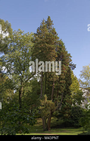 Chamaecyparis pisifera, Sawara cypress in Ottobre Foto Stock