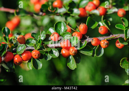 Cotoneaster Bush Foto Stock