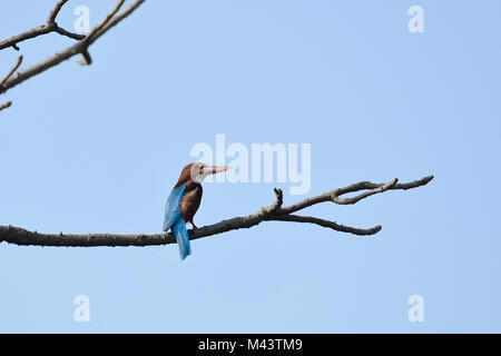 Petto bianco Kingfisher appollaiato su un ramo Foto Stock