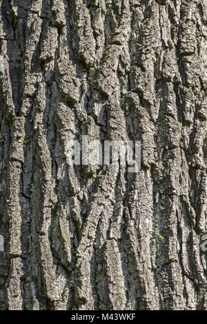 Juglans nigra, Orientale di mallo di noce nera (corteccia di albero) Foto Stock