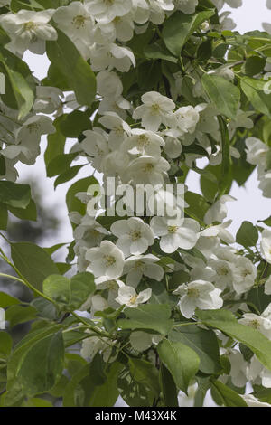 Malus baccata, var mandshurica siberiano crabapple Foto Stock