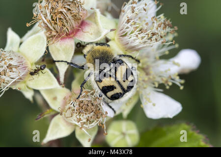 Trichius fasciatus, bee chafer, bee beetle, Tedesco Foto Stock