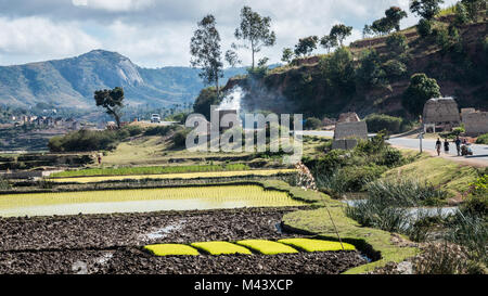 Risaie, paesaggio rurale, Madagascar meridionale Foto Stock