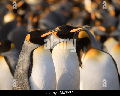 Una coppia di re i pinguini in piedi nella luce dorata fianco a fianco. Lo sfondo è riempito con il re dei pinguini. Profondità di campo. Foto Stock