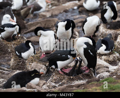 Una colonia di blue eye cormorani con un adulto che alimenta la sua due pulcini nel nido. Un pinguino saltaroccia giacente sulla sua pancia orologi. Foto Stock