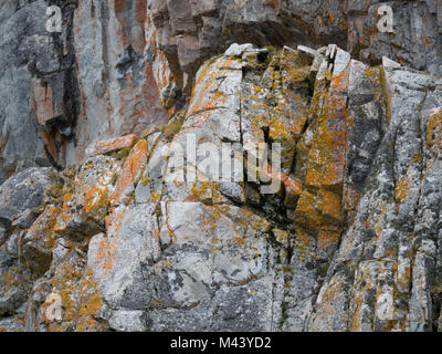 Close up di arancio e oro lichen su una luce e grigio medio di roccia in Cierva Cove, Antartide. La roccia è verticale e orizzontale di fessure. Foto Stock