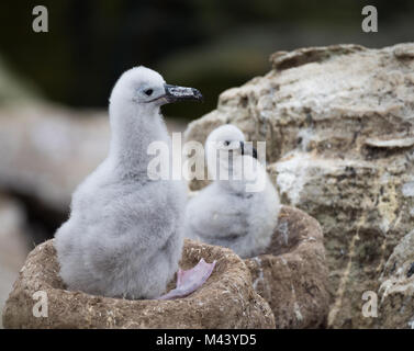 In prossimità dei due nero browed albatross pulcini seduti nei loro fango nidi di camino. Profondità di campo. Foto Stock