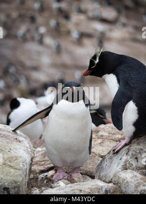 Un pinguino saltaroccia salendo su rocce passato un permanente di pinguino saltaroccia con rosa piedi palmati. Foto Stock