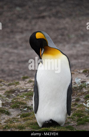 Un pinguino reale in appoggio con la sua testa nascosto al suo busto inclinato indietro su i suoi tacchi e la coda. Profondità di campo. Foto Stock