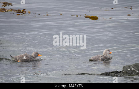 Una coppia di flightless vaporizzatore anatre con arancio brillante becchi di nuoto nel Canale di Beagle. Foto Stock