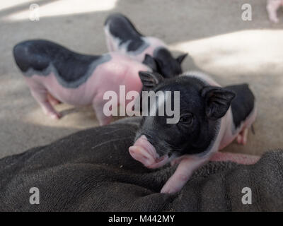 Rosa e nero suini salendo sulla sua mamma in azienda Foto Stock