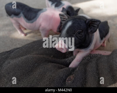 Rosa e nero suini salendo sulla sua mamma in azienda Foto Stock