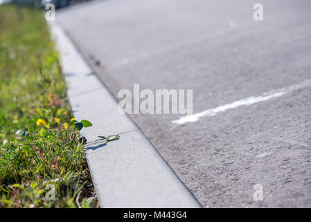 Erba crescono fuori dal bordo di cemento sul lato di un parcheggio Foto Stock