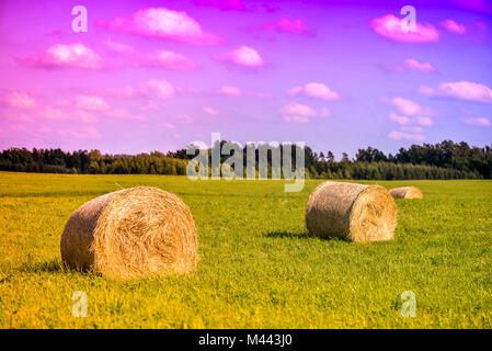 Il tempo del raccolto, fienagione. Estate scena di prato pieno di grano balle di paglia, accanto alla foresta, durante il bellissimo tramonto con rosa e viola il cielo Foto Stock