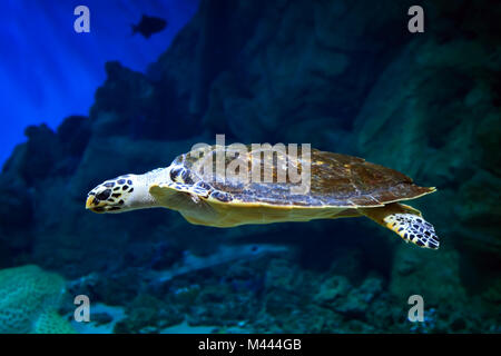 Sea Turtle nuoto al di sopra della barriera corallina Foto Stock