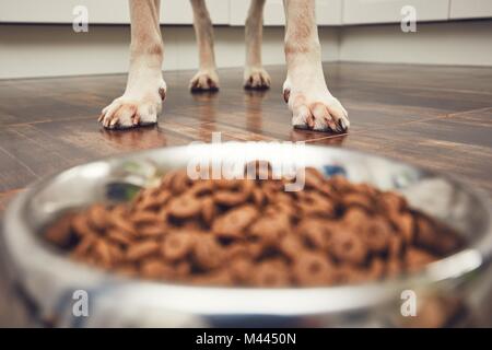 La vita domestica con pet. Alimentazione di fame labrador retriever. Le zampe di fronte alla ciotola con granuli. Foto Stock