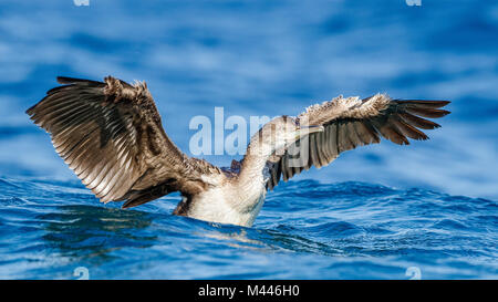 Marangone dal ciuffo (phalacrocorax aristotelis) con alette estese in acqua,giovane bird,Isola di Krk, Croazia Foto Stock