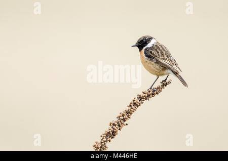 European stonechat (Saxicola rubicola) seduto su di una levetta,Neusiedler See Parco Nazionale Seewinkel,,Burgenland, Austria Foto Stock