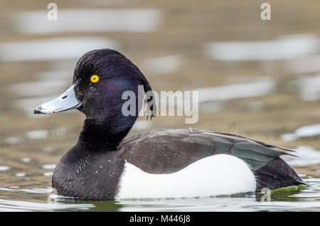 Moretta (Aythya fuligula),drake,nuota in acqua,l'Austria inferiore,Austria Foto Stock