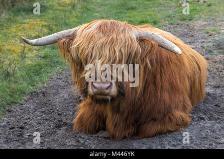 Highland Bovini (Bos primigenius taurus),bull giacente,Henne Strand,Regione Syddanmark,Danimarca Foto Stock