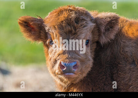 Highland Bovini (Bos primigenius taurus),vitello,ritratto animale,Henne Strand,Regione Syddanmark,Danimarca Foto Stock