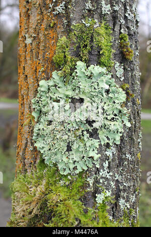 Licheni, muschi e alghe sul tronco di albero Foto Stock