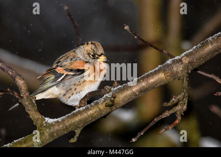 Svernamento guest. Foto Stock