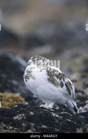 Pernice bianca in scurry della neve - (neve pollo) Foto Stock