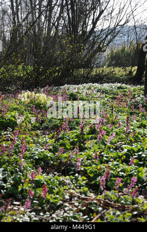 Anemone nemorosa ,, Corydalis cava, Primula elatior Foto Stock