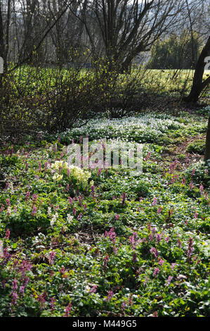 Anemone nemorosa ,, Corydalis cava, Primula elatior Foto Stock