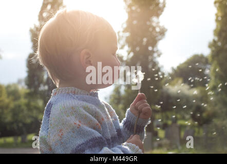 Ragazzo soffiando tarassaco Foto Stock