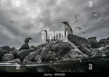 Le Galapagos pinguini riposano sugli scogli, Seymour, Galapagos, Ecuador Foto Stock