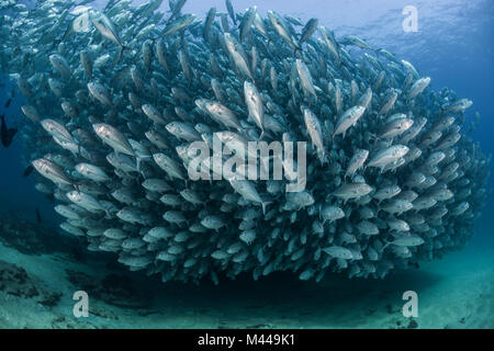 Scuola di pesce jack, vista subacquea, Cabo San Lucas, Baja California Sur, Messico, America del Nord Foto Stock