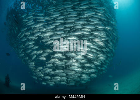 Nuoto subacqueo con la scuola di pesce jack, vista subacquea, Cabo San Lucas, Baja California Sur, Messico, America del Nord Foto Stock