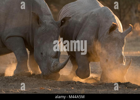 Due rinoceronti bianchi (Ceratotherium simum) pawing polvere, Kalahari Botswana Foto Stock