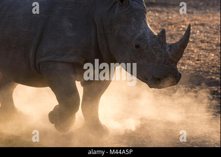 Rinoceronte bianco (Ceratotherium simum) pawing polvere, tagliata, il Kalahari Botswana Foto Stock