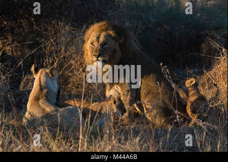 Lion family (Panthera leo), con i cuccioli, Okavango Delta, Botswana Foto Stock