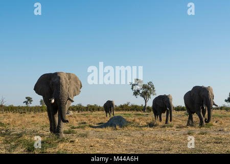 L'elefante africano (Loxodonta africana) attraversando a piedi di Savannah, Savuti, Chobe National Park, Botswana Foto Stock